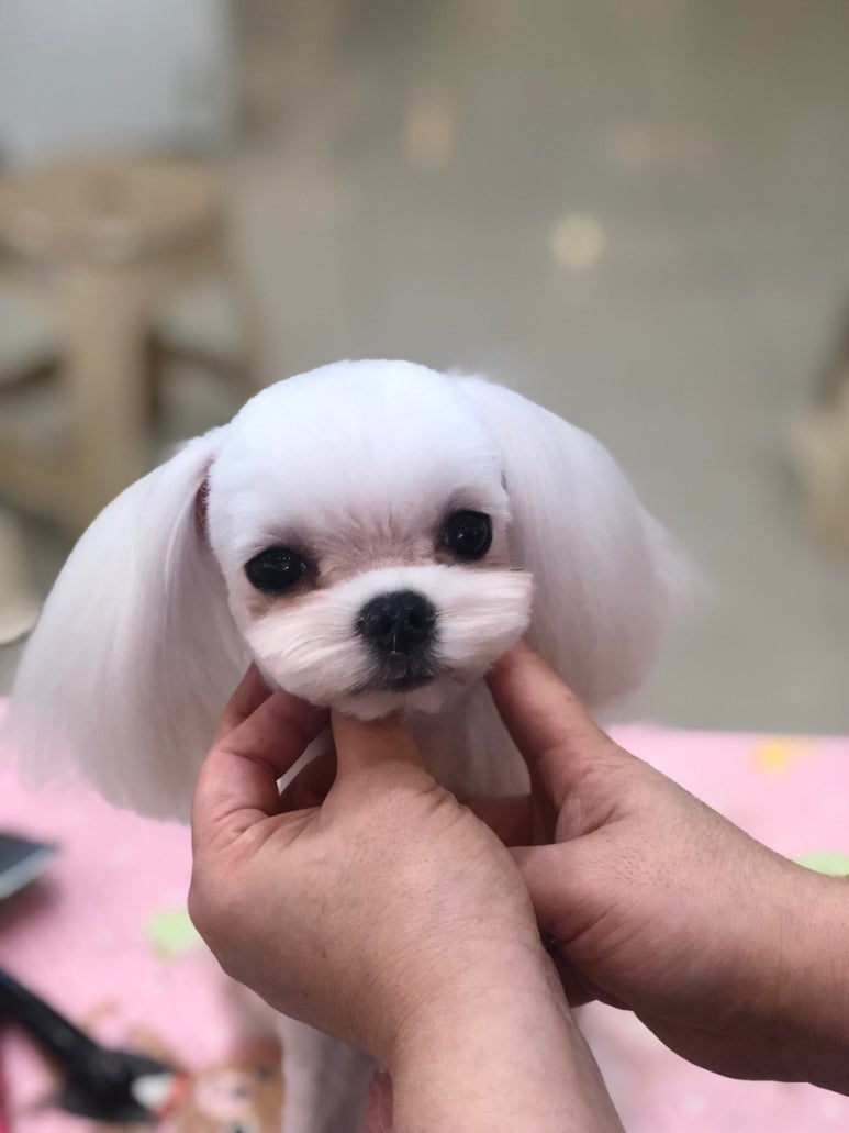김성균애견미용학원 이미지
