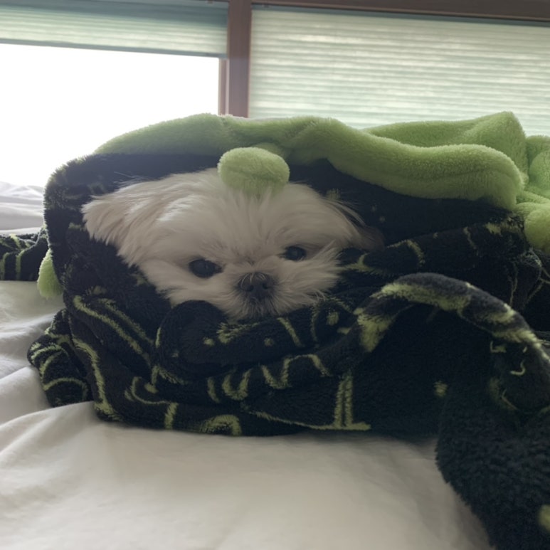 얼리디 이미지