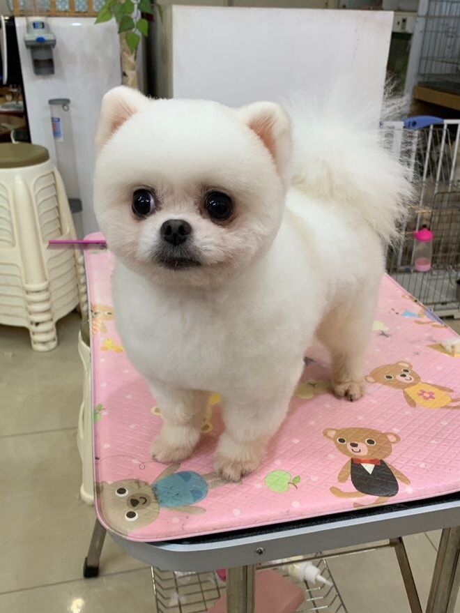 김성균애견미용학원 이미지