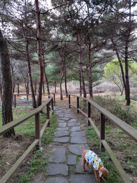 순살의민족&화평댁닭구이하양점 이미지