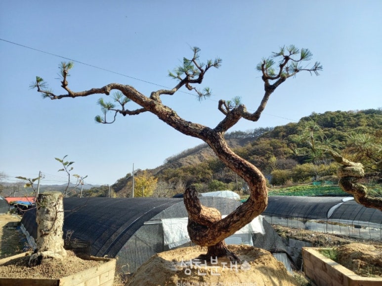 성천분재 이미지