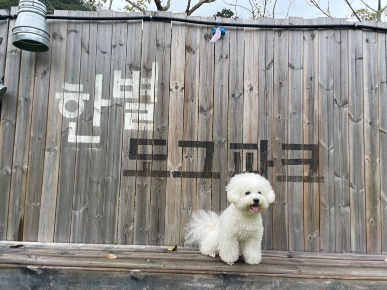 한별 도그파크 이미지