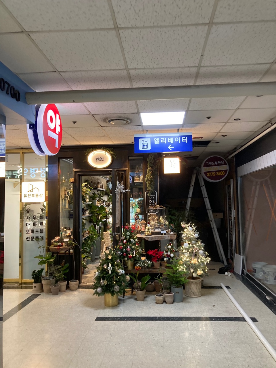 보투아플라워 이미지