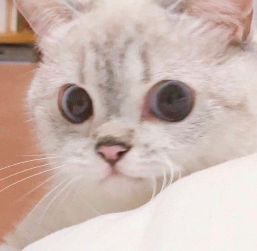 태형 이미지
