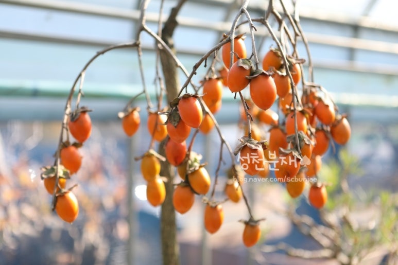 성천분재 이미지