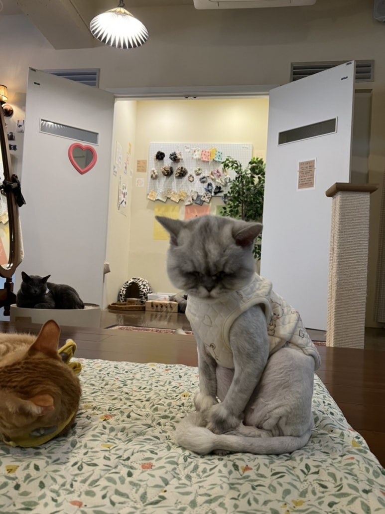 꽃돼지보드까페 이미지