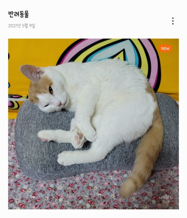 두찜이천 이미지