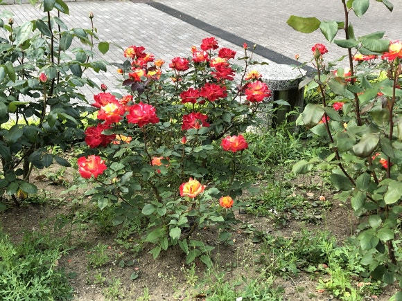 유니온카이로프랙틱협회 이미지