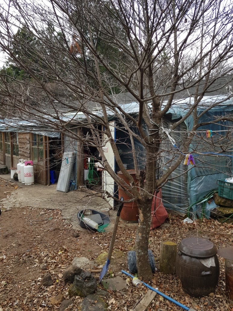 제주영실 표고버섯 이미지