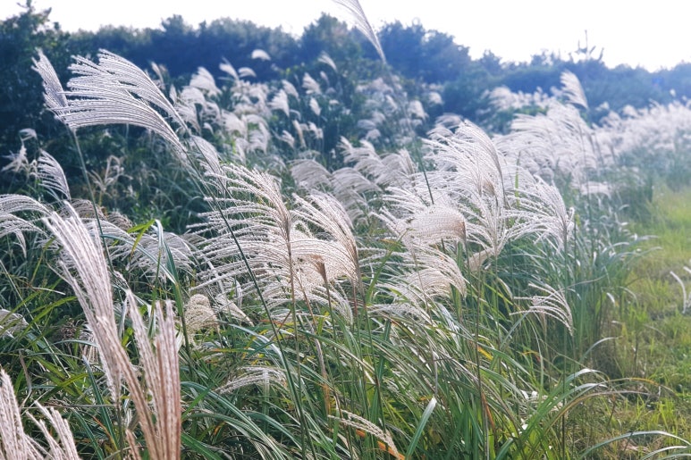 하얀여행(주) 이미지