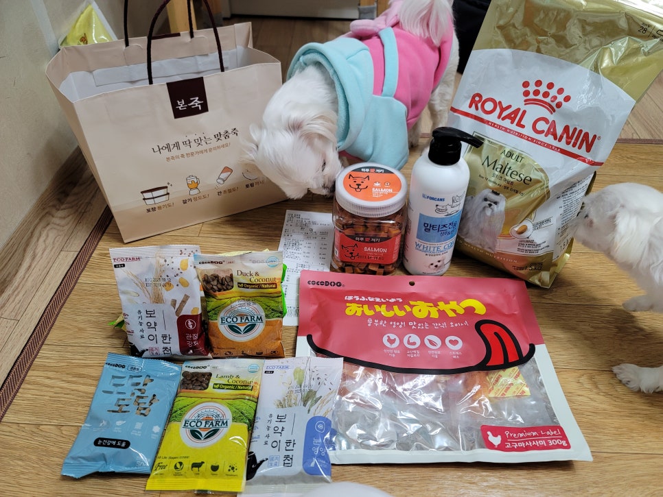 여기펫 이미지