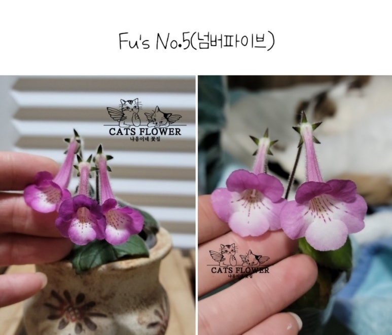 냐옹이네꽃집 이미지