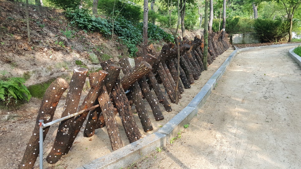 이남주자연아래버섯 이미지