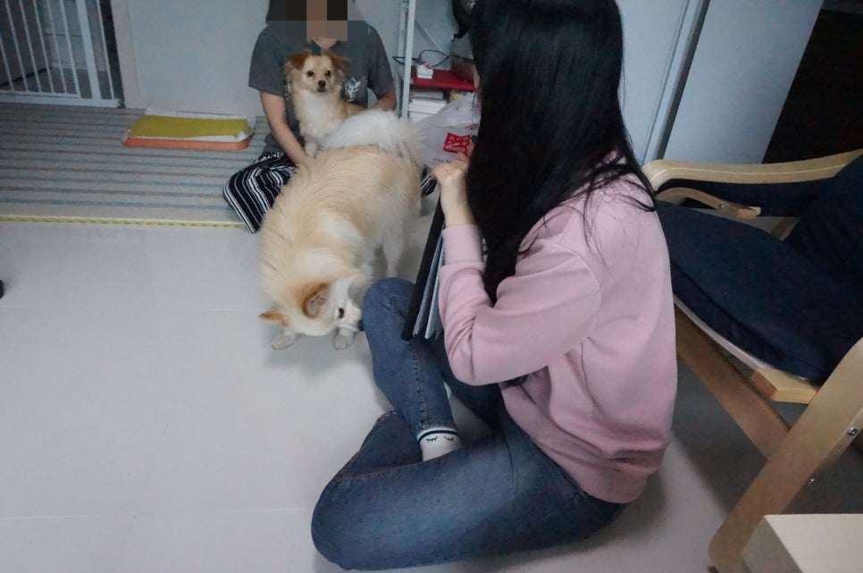 해피독반려견방문교육 이미지
