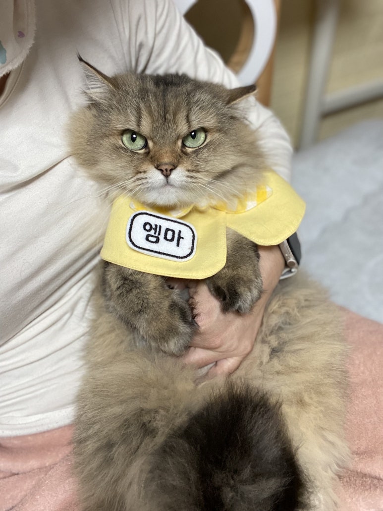 공방카라 이미지