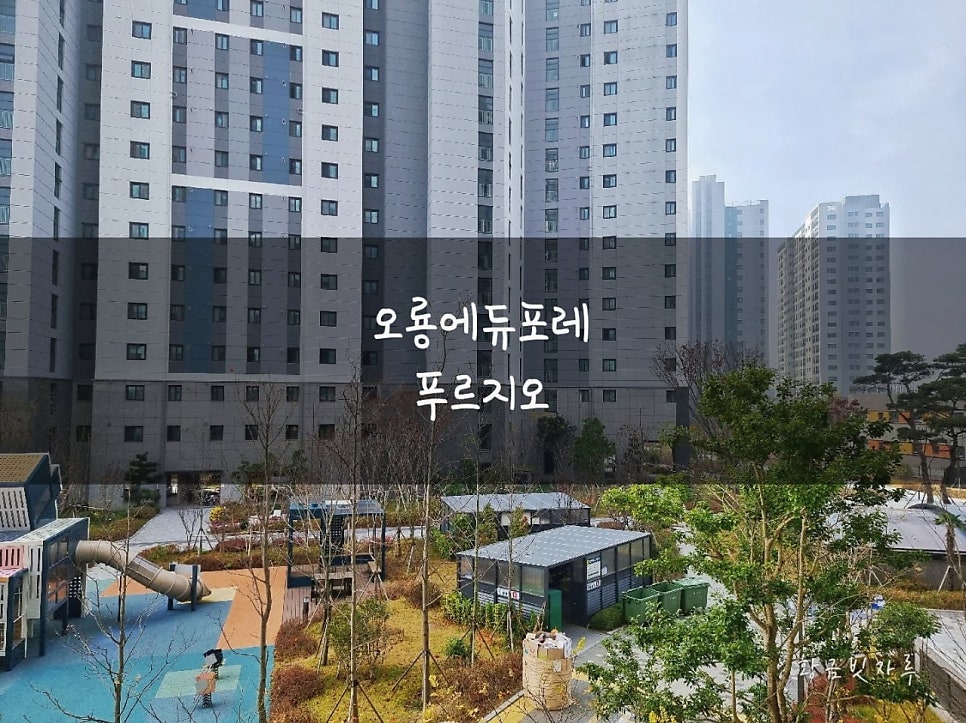 황금빗자루목포 이미지