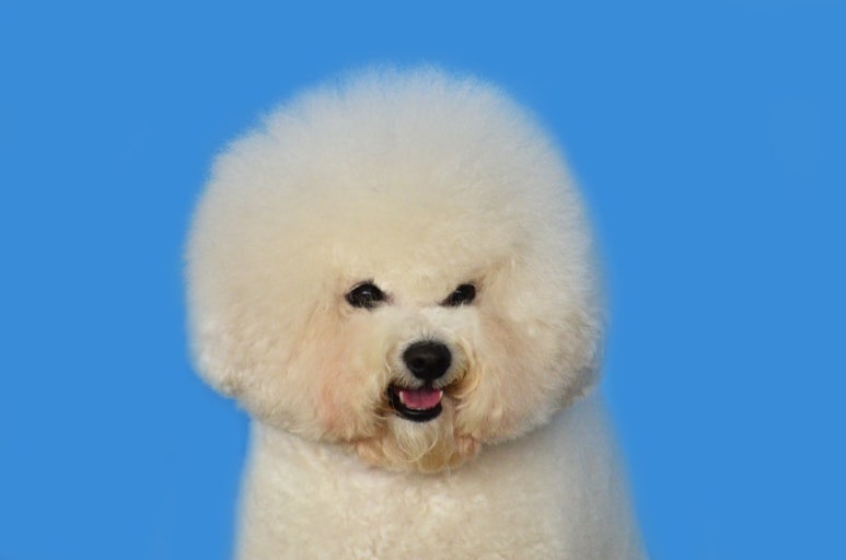 이현경애견미용학원 이미지