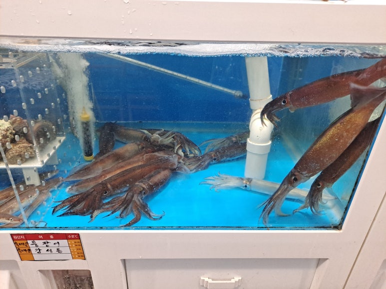 막썰어회도매센타 이미지