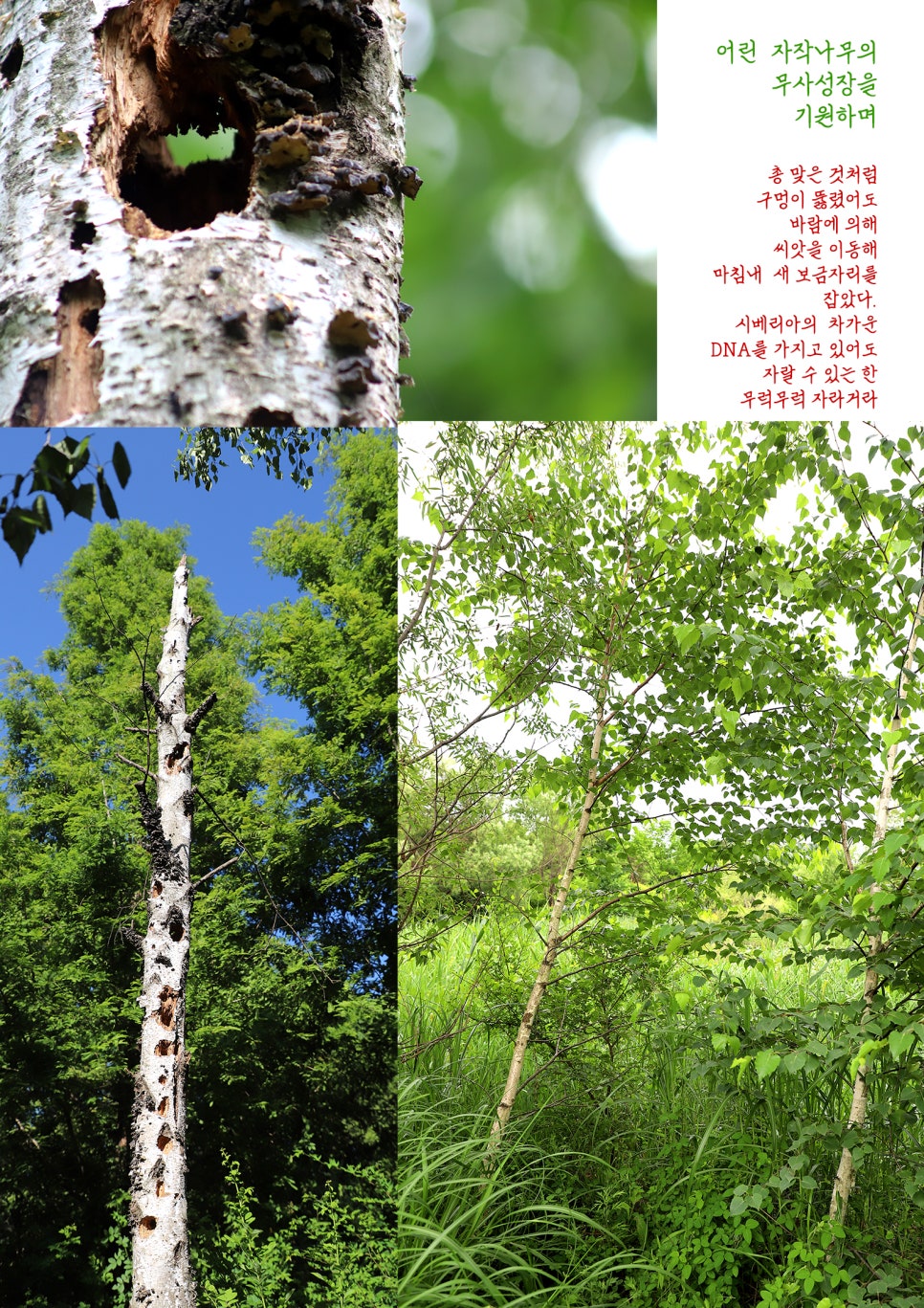봄;꽃이피다 이미지