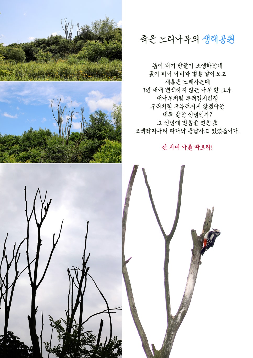 봄;꽃이피다 이미지