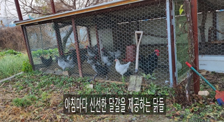 수녕김밥 이미지