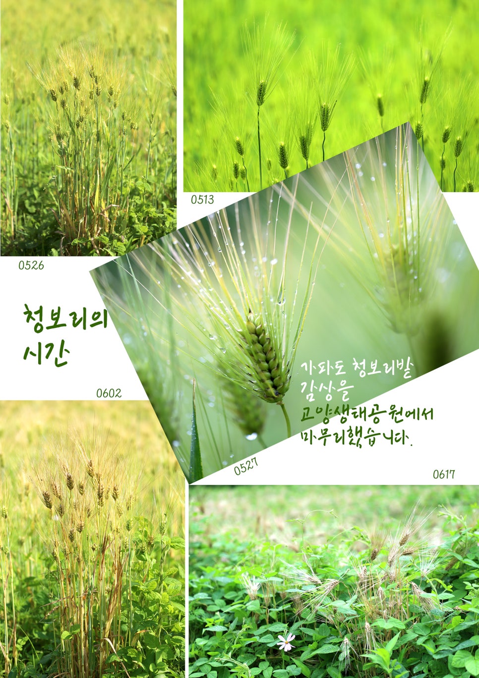 봄;꽃이피다 이미지