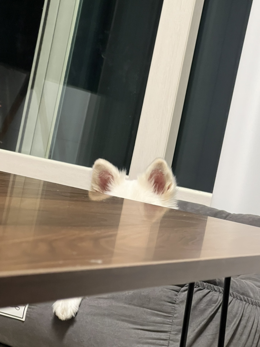 카페볼가심 이미지
