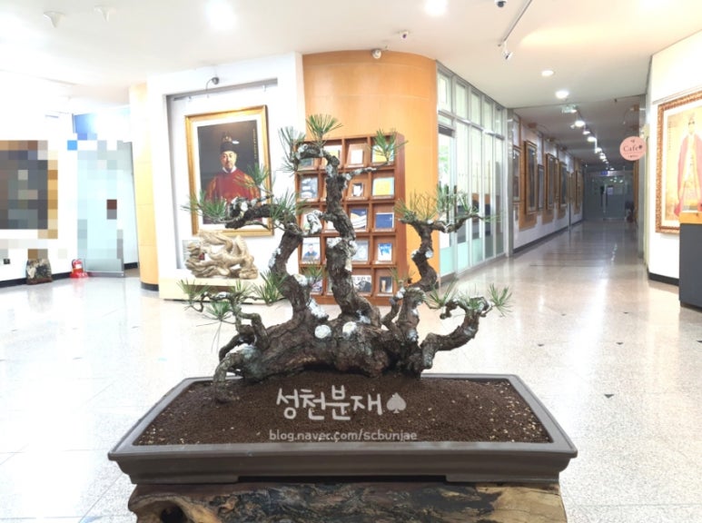 성천분재 이미지