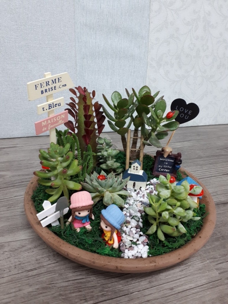 인천다육 이미지