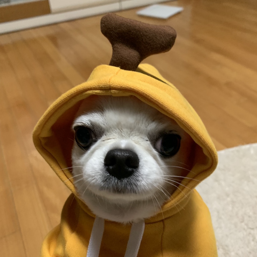과일까까 이미지