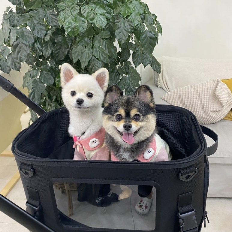 블랙폭스 이미지