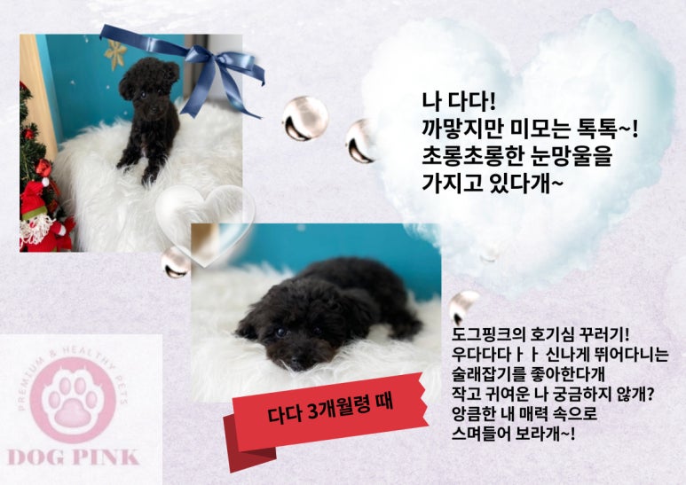 다다헤어포인트 이미지
