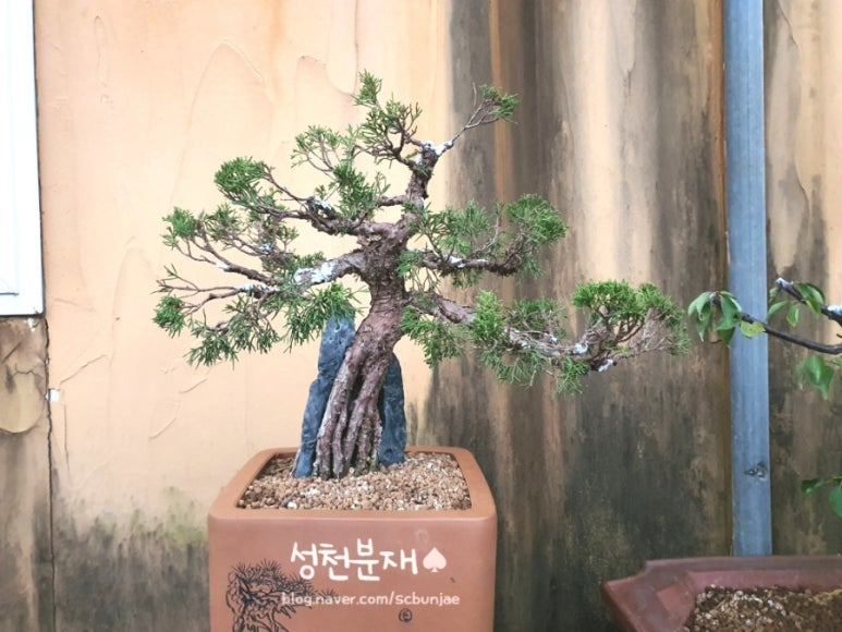 성천분재 이미지