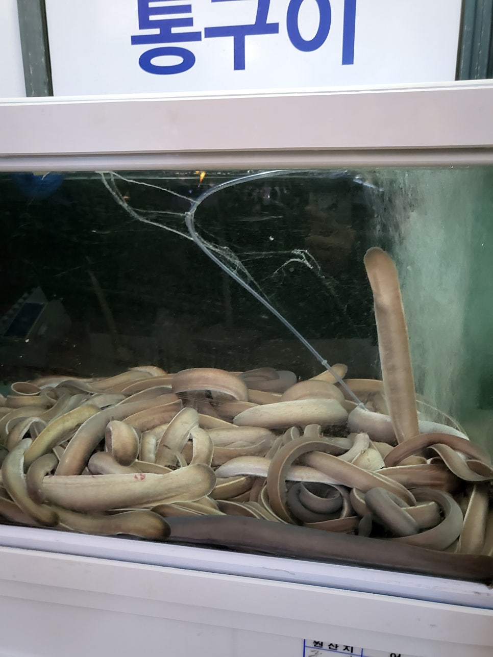에너지산곰장어 이미지