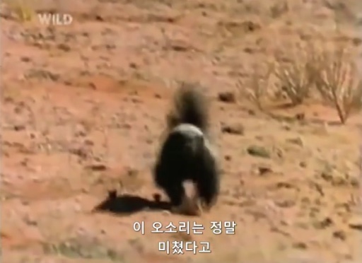 제이드럭 이미지