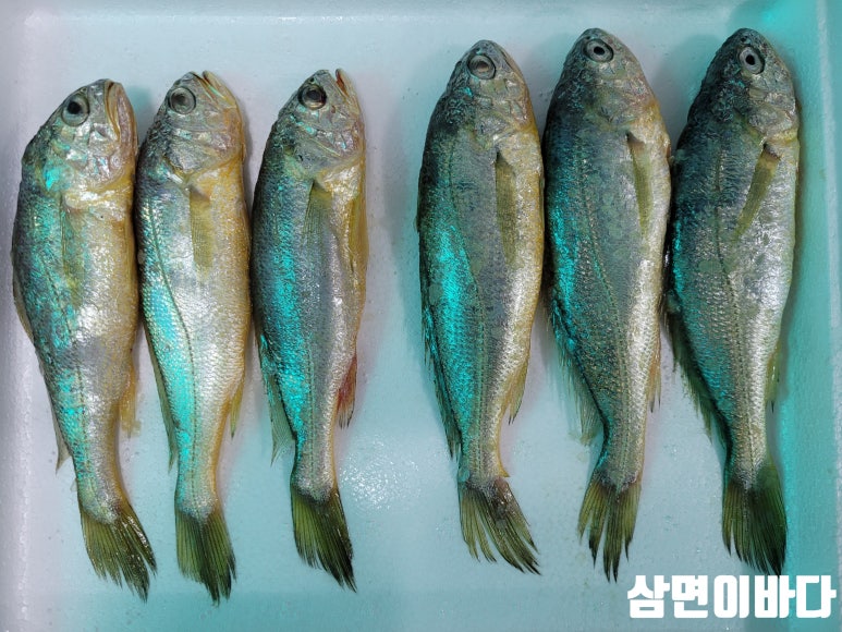 삼면이바다since1991 이미지