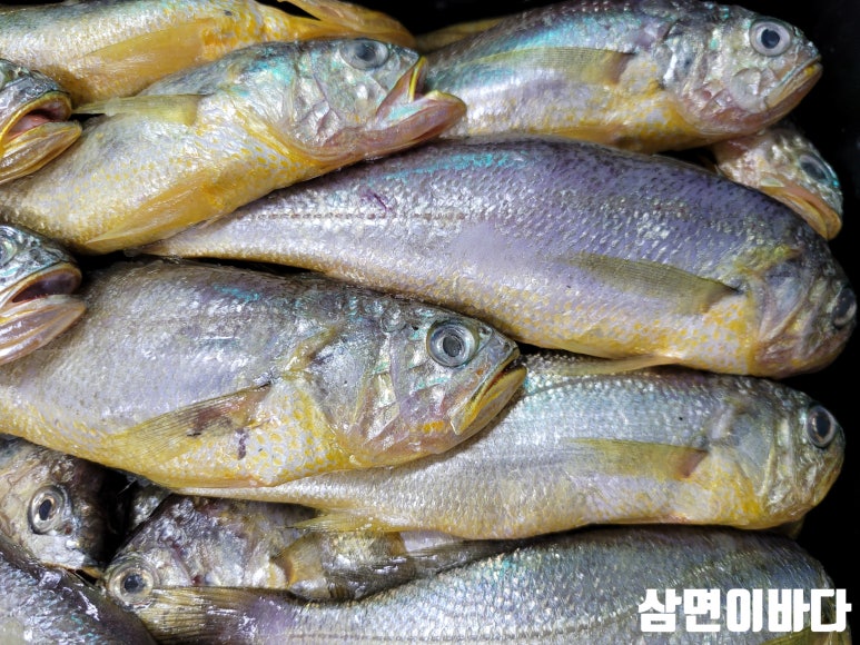 삼면이바다since1991 이미지