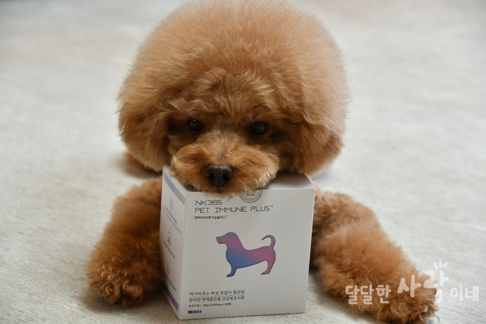 엔케이플러스 이미지