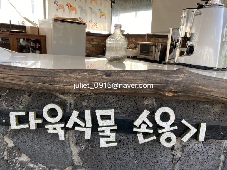 다육식물손옹기 이미지