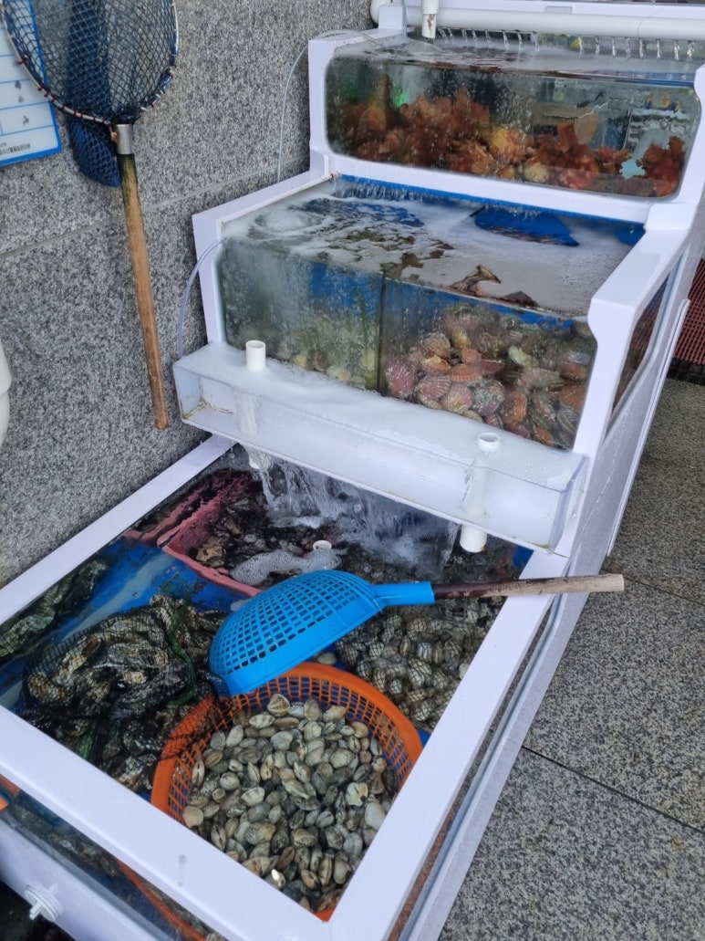 광수 새조개 이미지