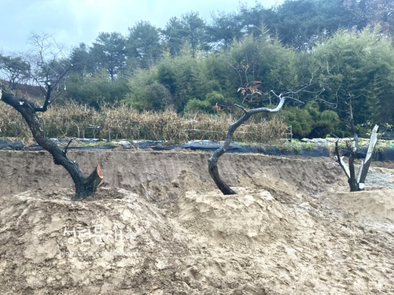 성천분재 이미지