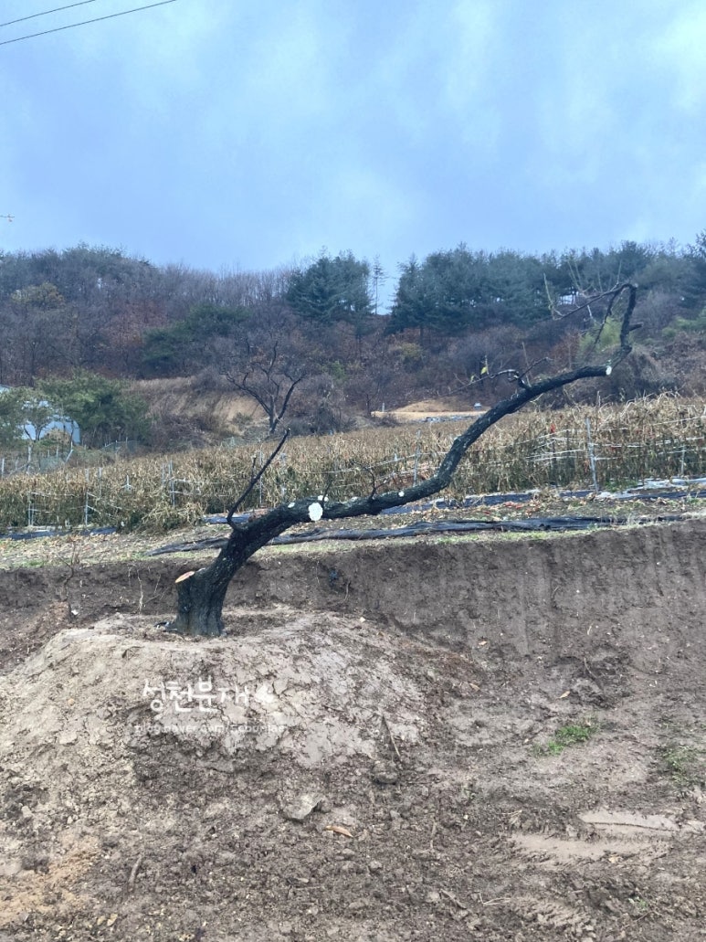 성천분재 이미지
