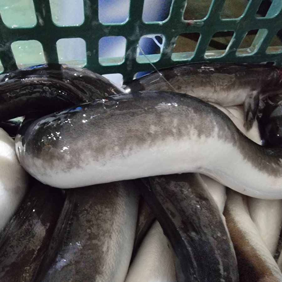 고창풍천민물장어 이미지