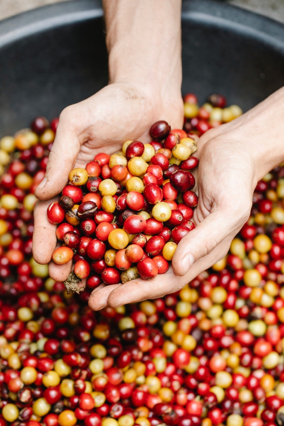 카페인(CAFFEINE) 이미지