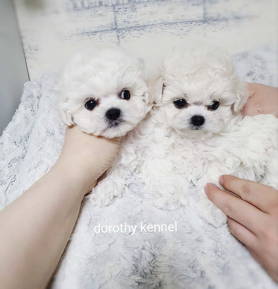 미니도로시 이미지