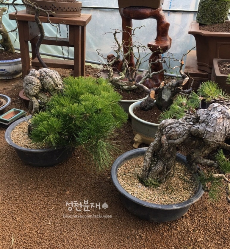 성천분재 이미지