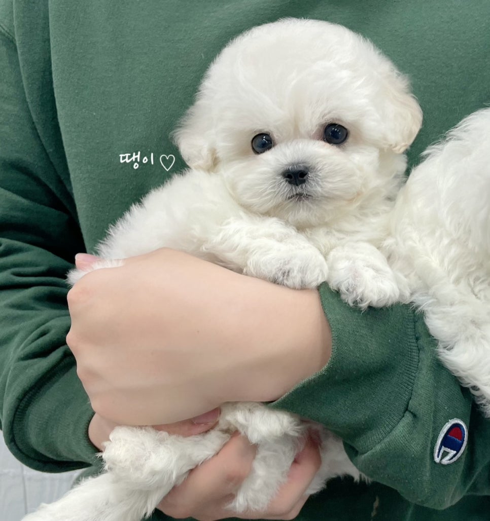 땡삼 이미지