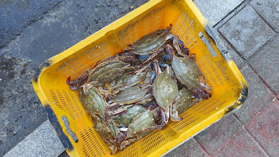 청정선어마차 이미지