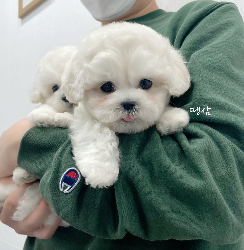땡삼 이미지
