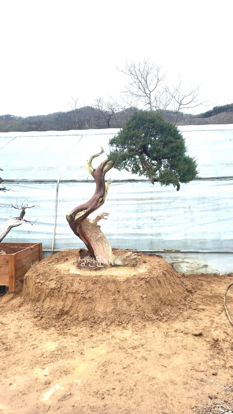 성천분재 이미지